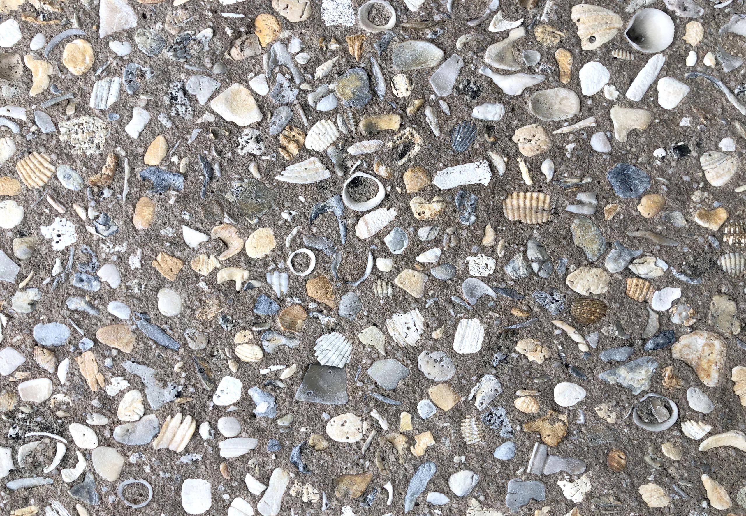 Seashell